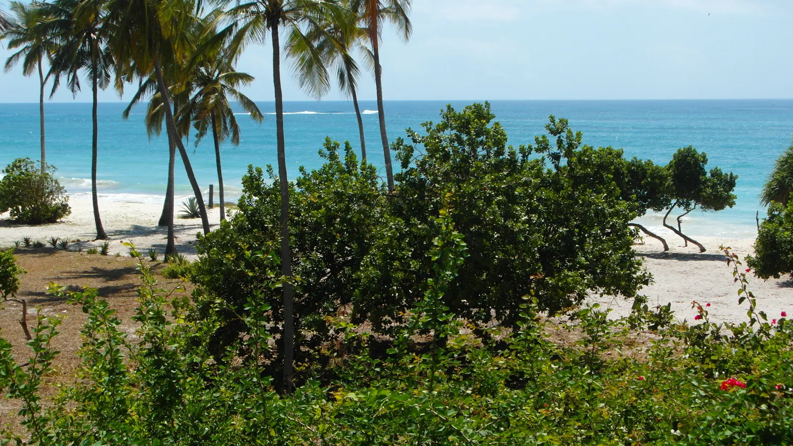Palm trees and coastal shrubs above a white-sand beach and the Indian Ocean at Diani, Kenya